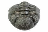 Wide, Bumpy Enrolled Morocops Trilobite - Morocco #383418-2